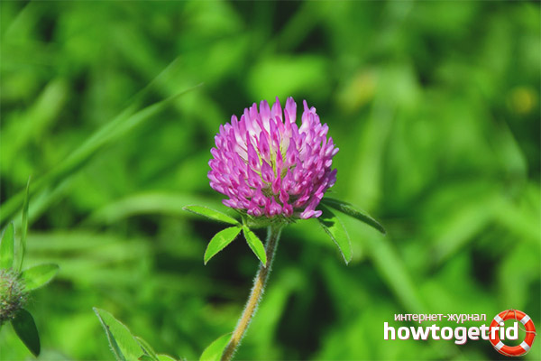 Clover meadow from diseases