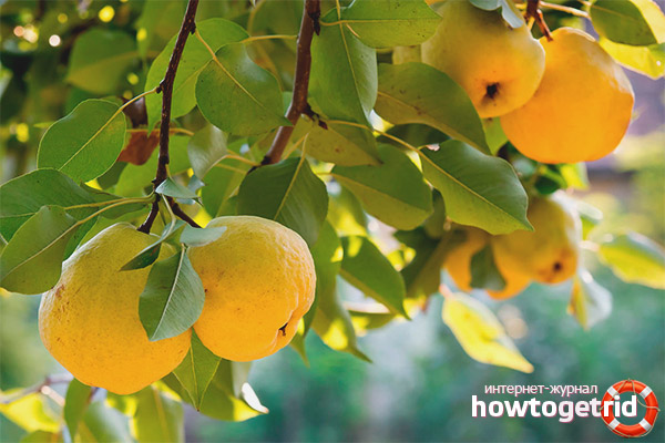 When to harvest the fruits of Japanese quince