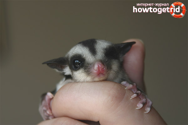 Alimentation de Possum de sucre