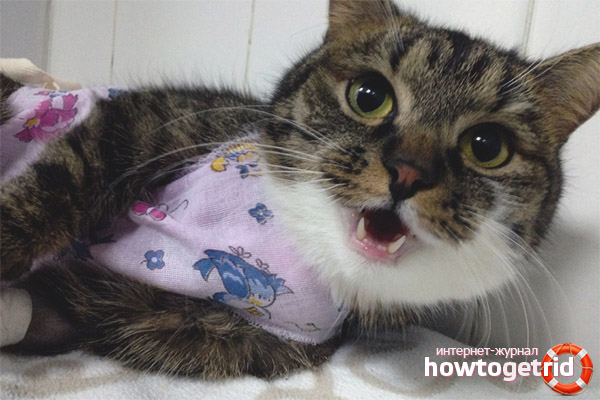 Cat is breathing heavily