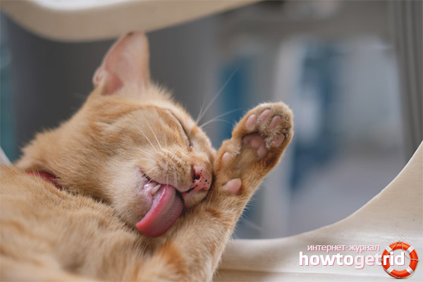 The cat constantly itches and licks