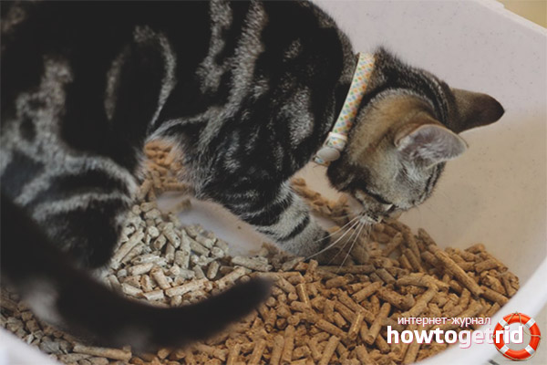 Kitten eats toilet filler