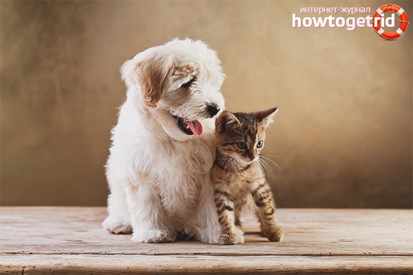 Qui est meilleur chat ou chien