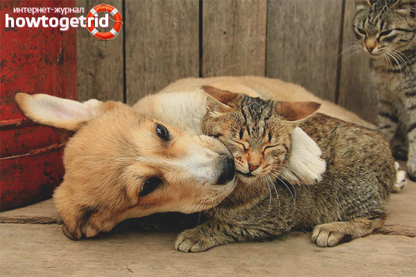 Qui est meilleur chat ou chien