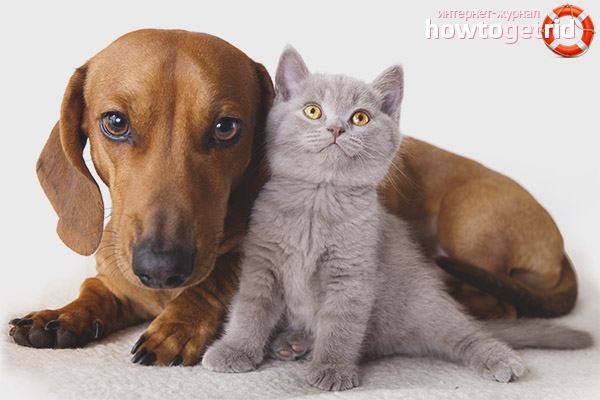 Qui est meilleur chat ou chien