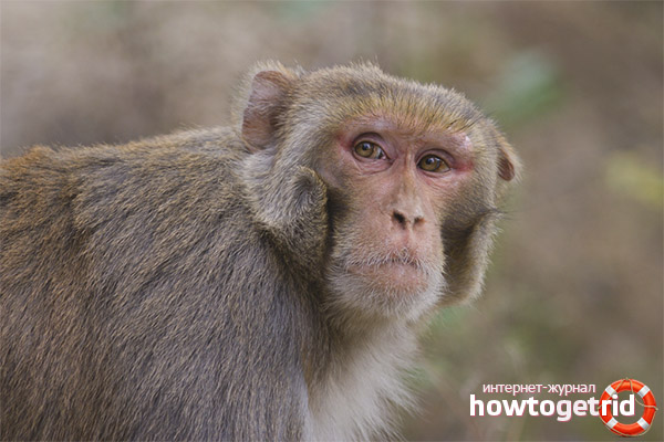 Rhesus macaque