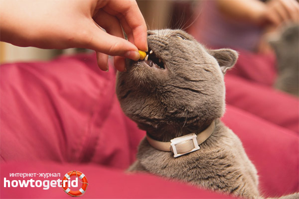 Medical sedatives for cats