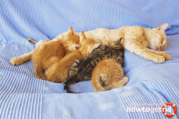 Can a lactating cat get pregnant