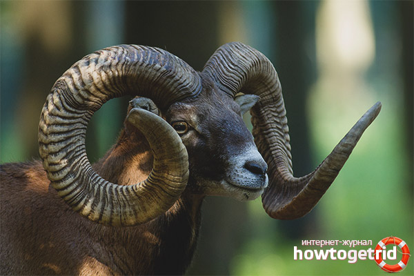 Mouflon