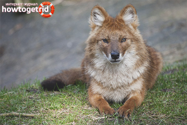 Habitat of red wolves