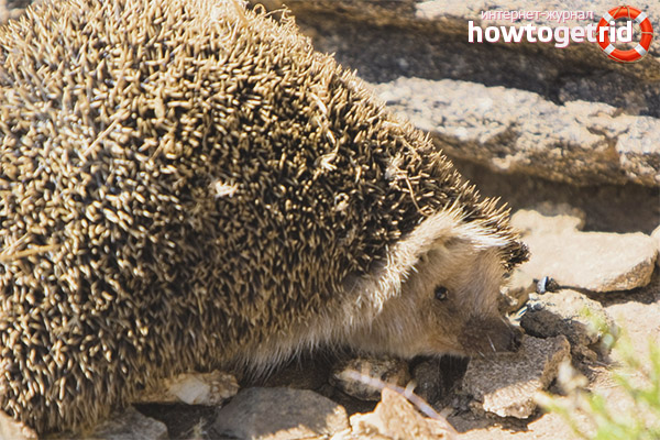 Mode de vie du hérisson daurien