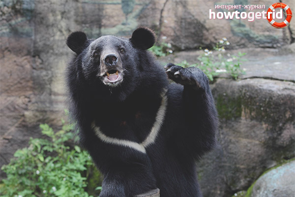 Himalayan bear lifestyle