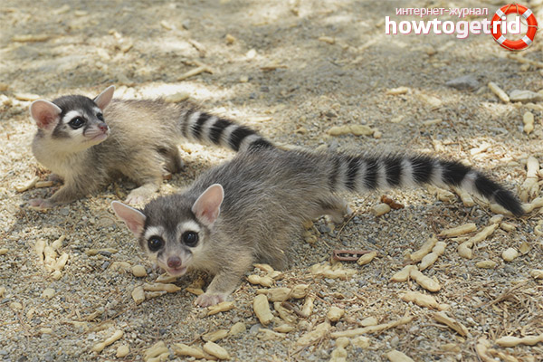 Lifestyle and character