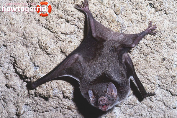 The lifestyle of an ordinary vampire