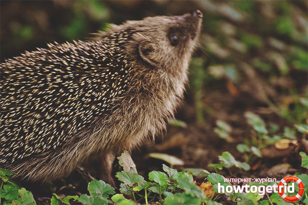 Description du hérisson Daurien