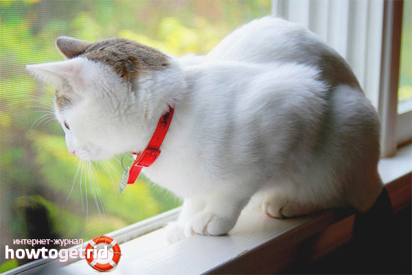 Flea collar for cats