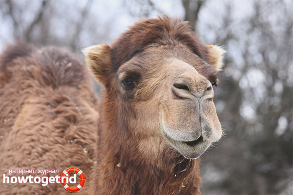 Bactrian camel feeding