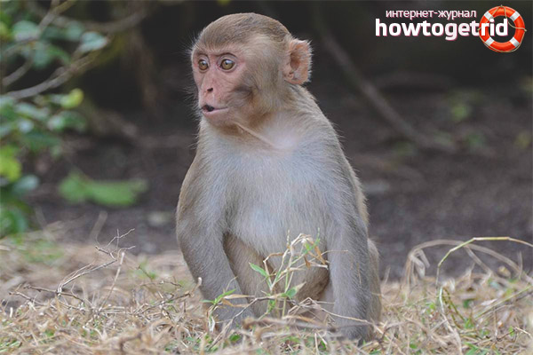 Rhesus Macaque