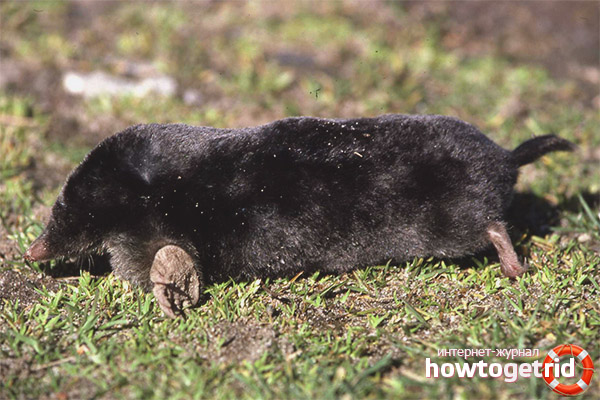 Pros and cons of the appearance of the mole