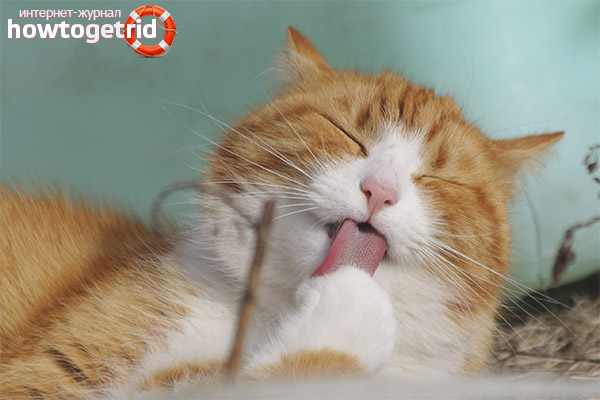 Why does a cat often lick itself