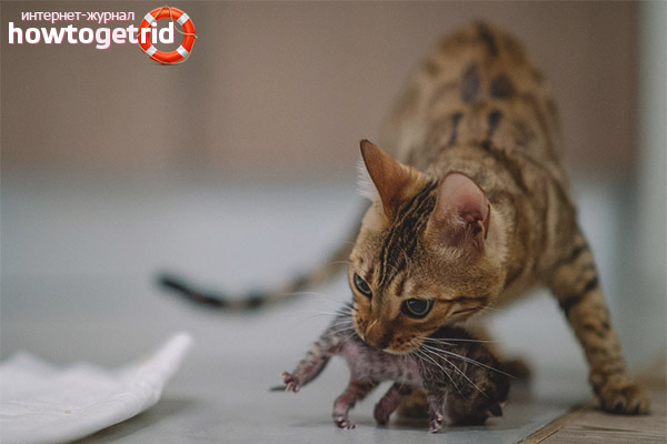 Why does a cat bite its kittens