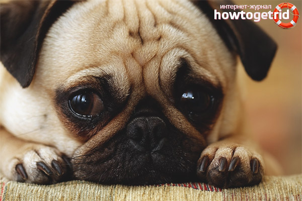 Increased lacrimation of eyes in puppies