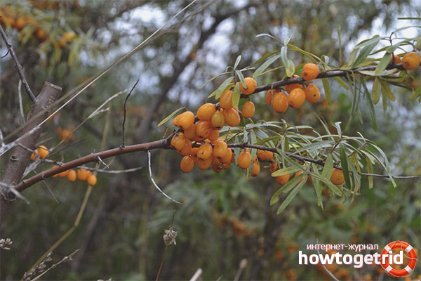 The growth of sea buckthorn