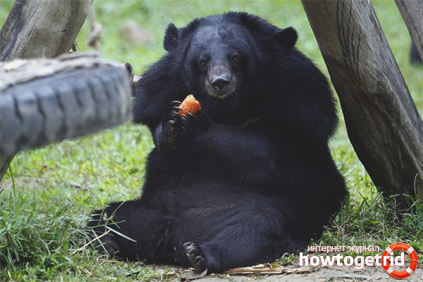 Himalayan bear ration