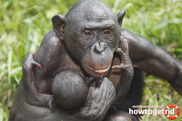 Bonobo breeding