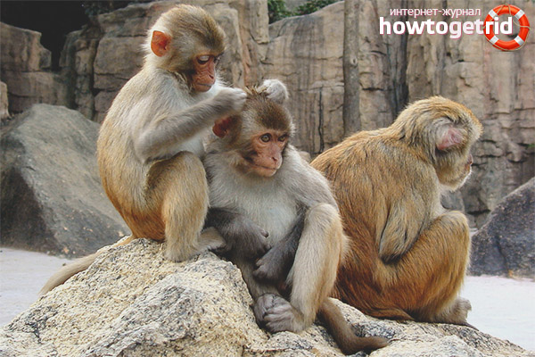 Rhesus monkey breeding