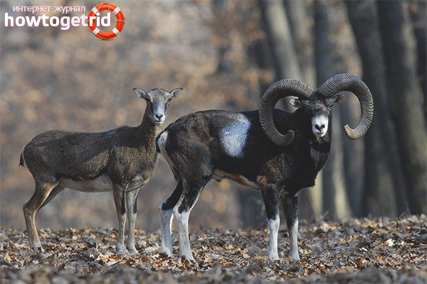Mouflon Reproduction