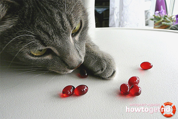 Russian vitamins for cats from hair loss