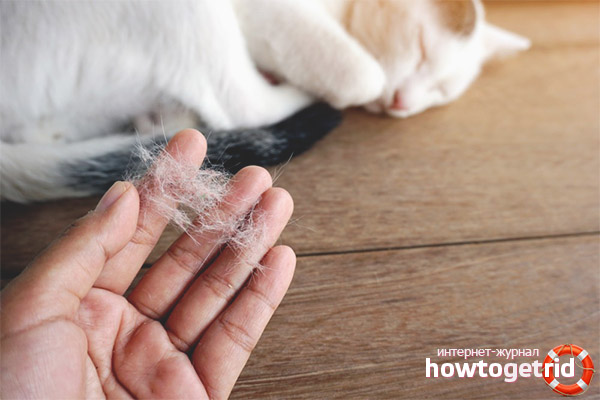 Ways to eliminate molting in cats