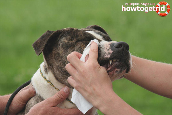 The dog has watery eyes