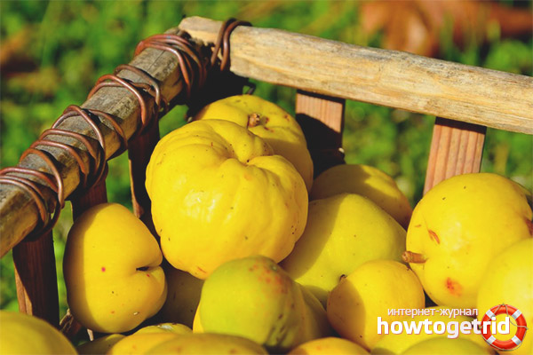 Conditions under which quince is stored for a long time