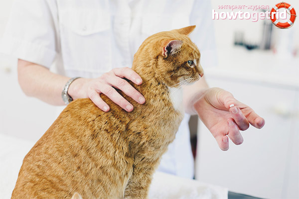 Sedatives for cats and cats