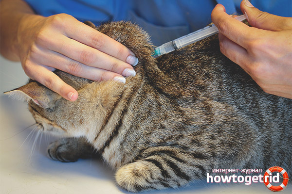 Important Rules for Cat Injection
