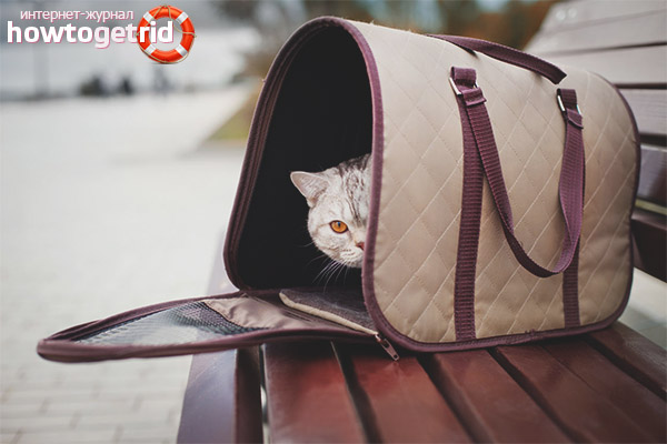 Types of portable products for cats