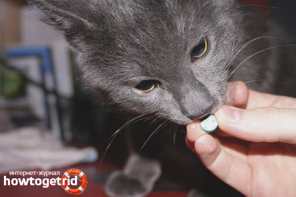 Vitamins for cats from hair loss