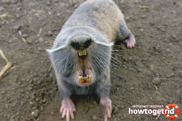 External signs of a giant mole rat