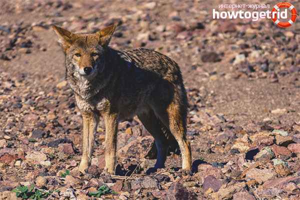 Enemies of coyotes