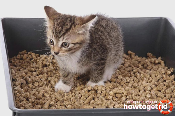 Is it harmful for a cat to gnaw a tray filler?