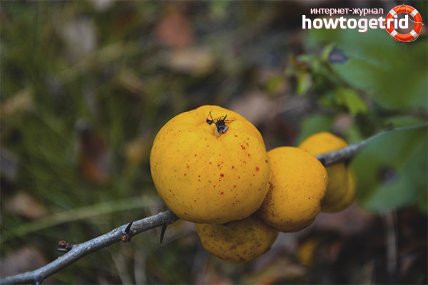 Quince fruit ripening