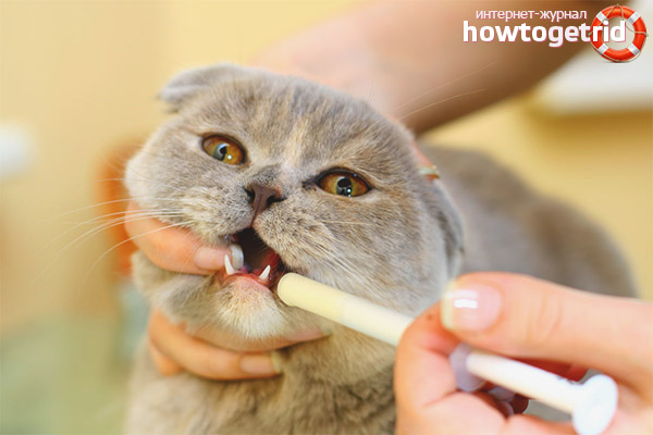 Pros and cons of antibiotics for cats