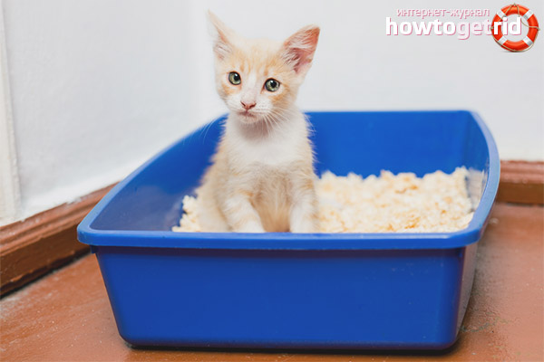 Fluid chair in a kitten