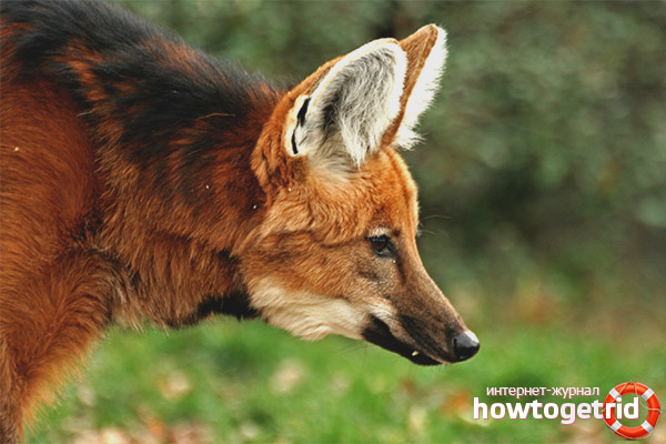 Maned wolf