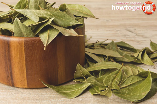 Using bay leaves during pregnancy