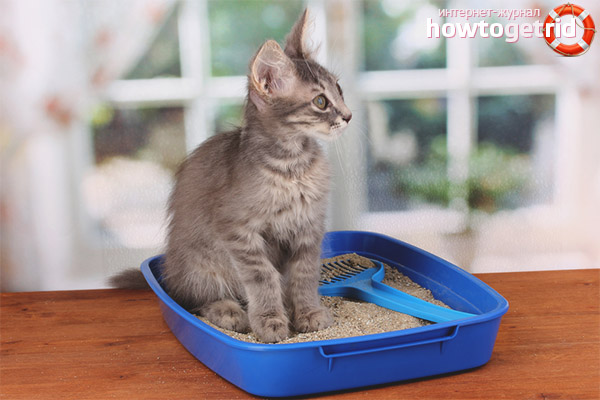 How to train a cat to a tray