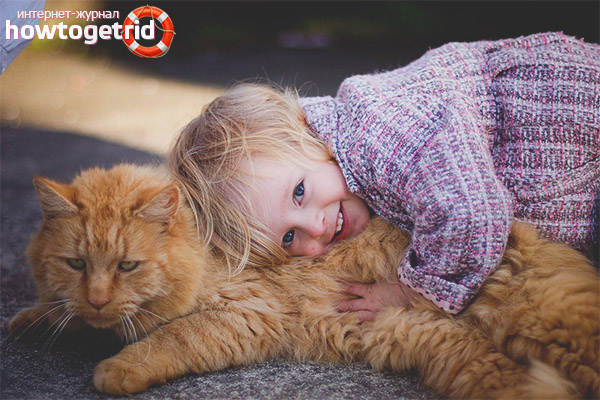 What breed of cats to choose for a child