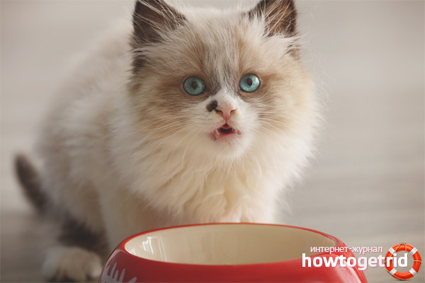 When kittens start eating on their own